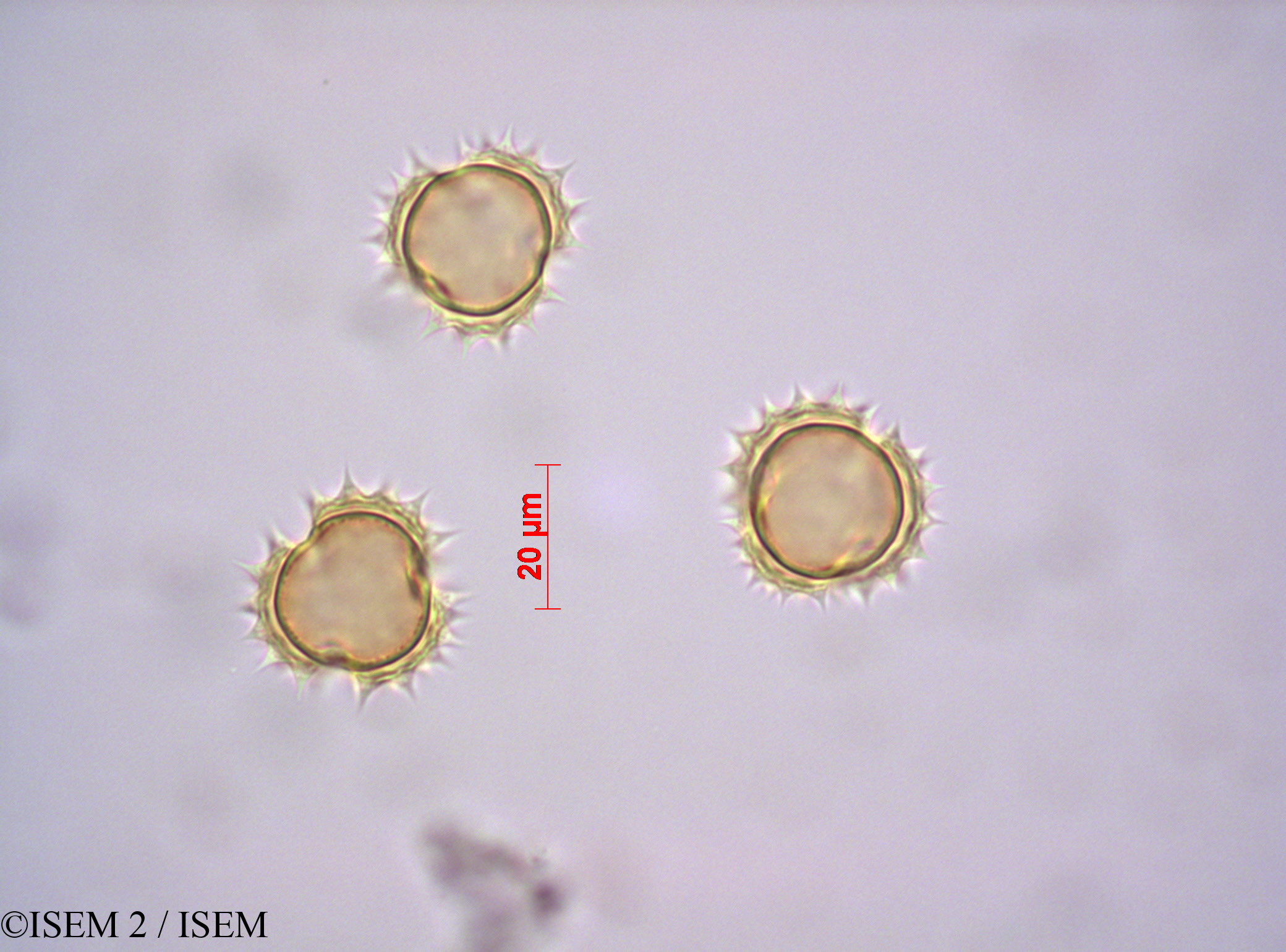 ISEM 2/Stevia_obovata_29156/Stevia_obovata_29156_0002(copy).jpg